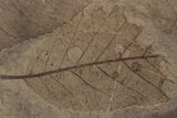 Fossil Leaves (Betula, Metasequoia, Pinus sp) - McAbee, BC #220694-1